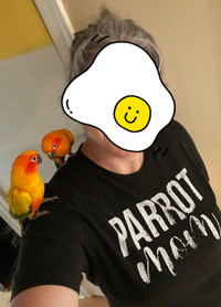 Bonded Sun Conure Pair