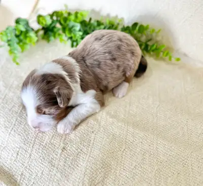Aussie-Sheepadoodle puppies, View more