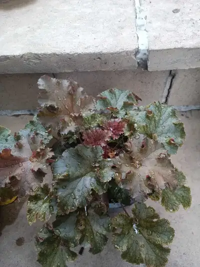 Heuchera Plants, View more