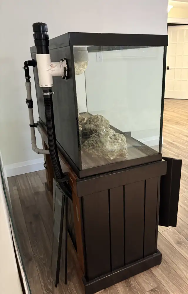 Aquariums and Salt fish for sale in Fish for Rehoming in Barrie - Image 7