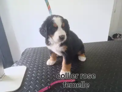 Chiots bouvier bernois vendre, View more