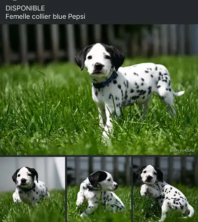 Puppies are here! They were born on May 7th! WE ARE NOW ACCEPTING RESERVATIONS. The mother's name is...