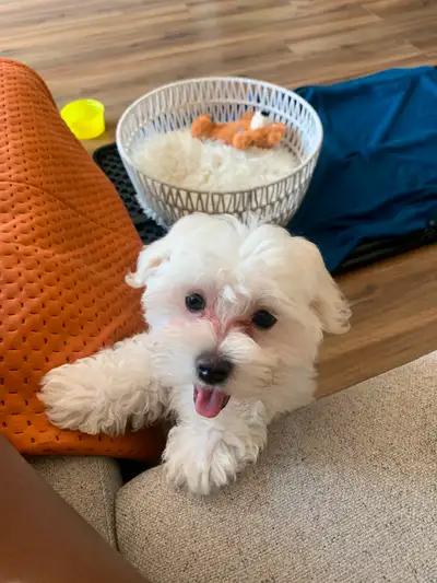 morkie puppy for sale, View more