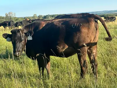 Wagyu Bred Cows , View more