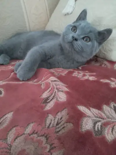 Pure Scottish Straight blue kittens registered in CCA/AFC, View more