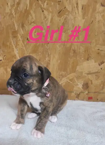 Just in time for Christmas! I have 8 adorable, playful purebred Boxer puppies looking for their fore...