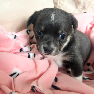 ✨BEAUTIFUL GREY & WHITE CHIHUAHUA × MALTESE PUPPY✨, View more