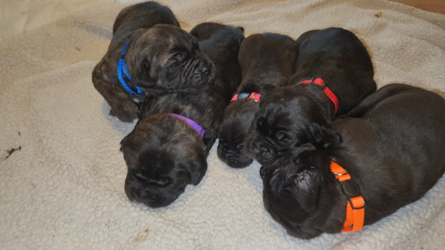 Beautiful ICCF registered Cane Corso Puppies! in Dogs & Puppies for Rehoming in Penticton - Image 3