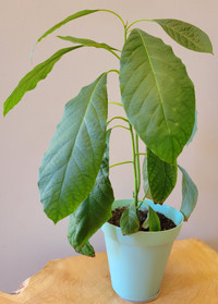 One-year-old Hass Avocado Plant #1 (22.5 inch)