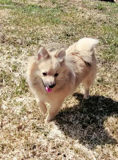 Pure breed Pomeranian puppy male Wolf looking Unfortunately we cannot keep him due to our daughter's...
