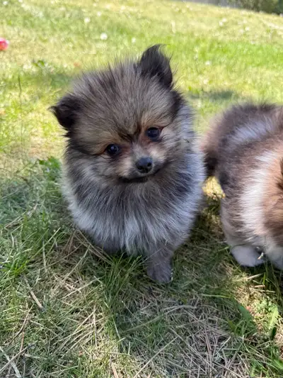 Pure tiny fluffy Pomeranian puppies !, View more