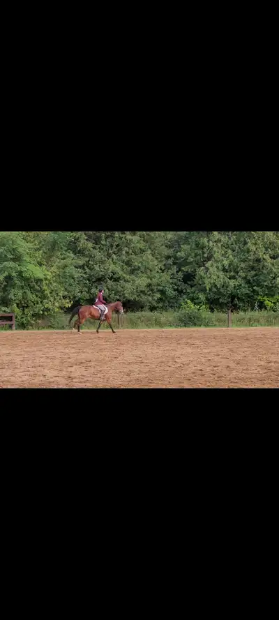 Show Experienced Hunter/Jumper For Sale!, View more