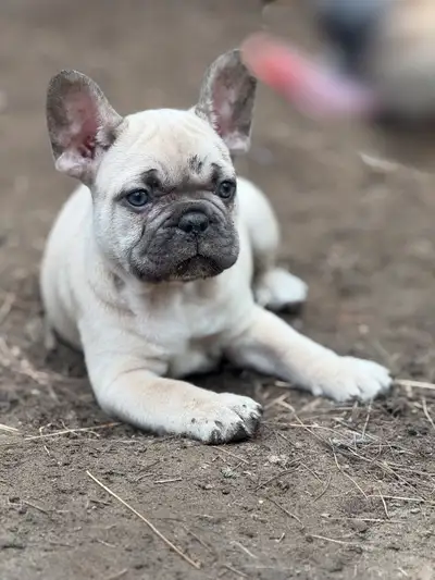 bulldog français / french bulldog, View more