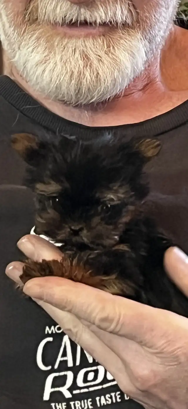 NORTHERN YORKIE PUPPIES  NEW YEAR BABIES in Dogs & Puppies for Rehoming in City of Toronto - Image 6