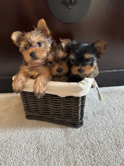 Cute Puppies ready for their forever home, View more