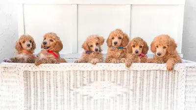 TOY Poodle  - Amazing wee girl - Apricot, View more
