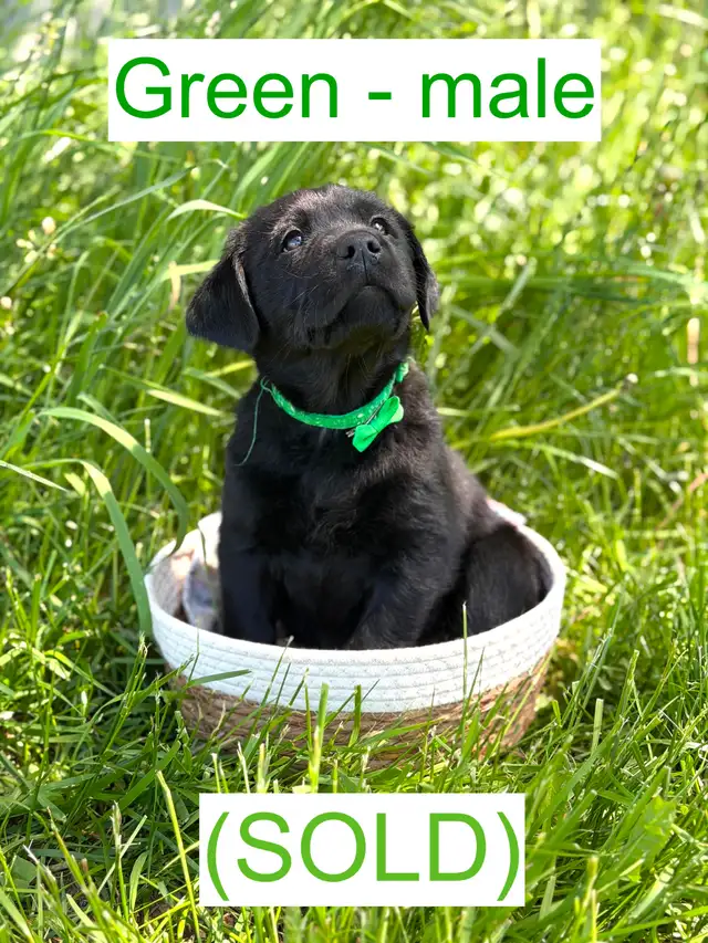 Golden Retriever X Labrador Puppies (SOLD) in Dogs & Puppies for Rehoming in Owen Sound - Image 3
