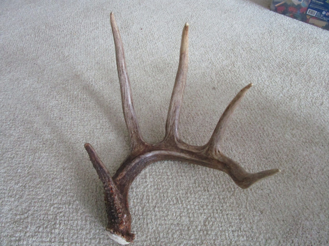 Paying Cash for Antler Sheds in Fishing, Camping & Outdoors in Swift Current