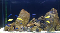 Yellow labidos African cichlids small fry