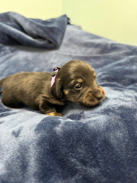 CKC miniature longhaired dachshunds 
