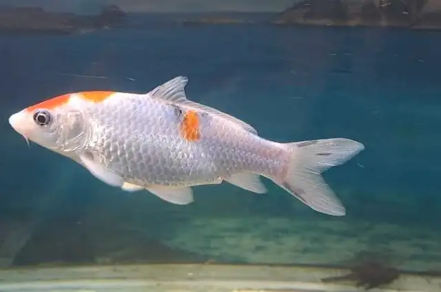 japanese koi fish in Fish for Rehoming in Oshawa / Durham Region - Image 11