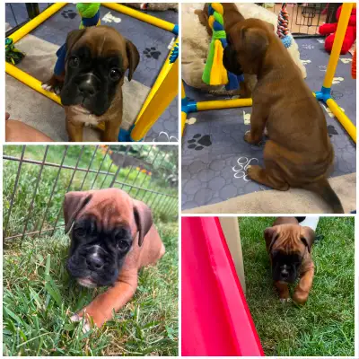 CKC Euro Boxer Babies, View more