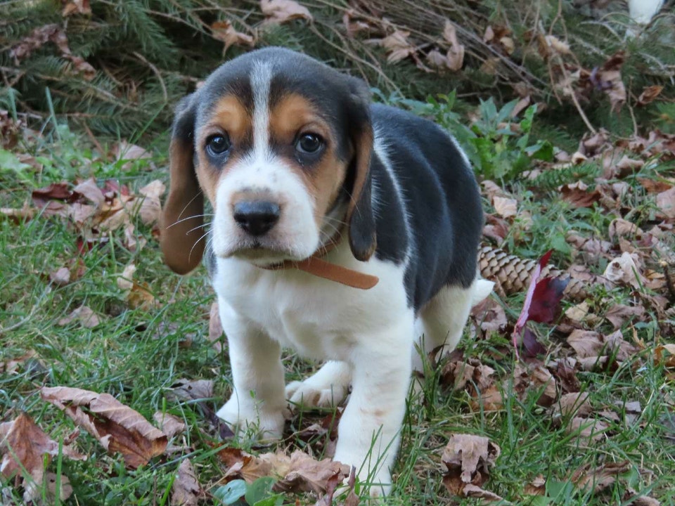 Beagle Walker Puppies | Dogs & Puppies for Rehoming | City of Toronto ...