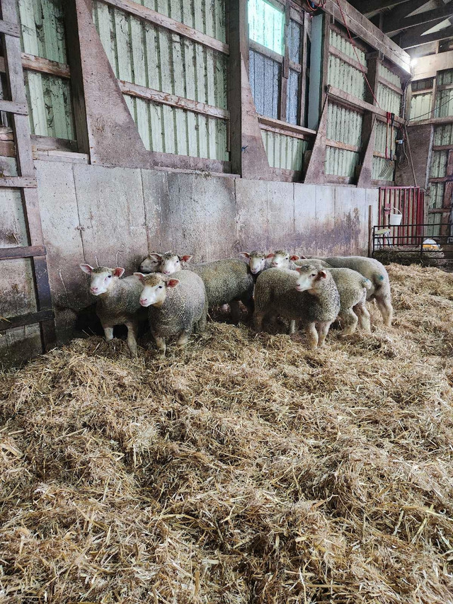 ile de france ram lambs  in Livestock in Owen Sound - Image 3