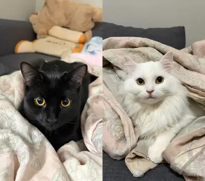 Spayed young cats rehoming, View more