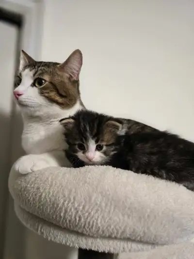 Siberian x bengal Mix Tom cat, View more