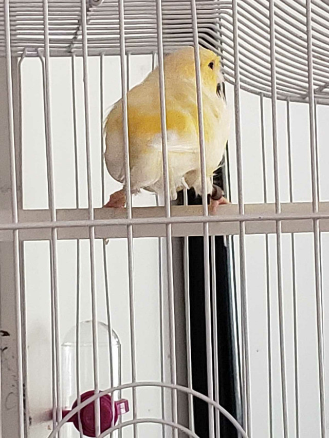  Canary with travel cage in Birds for Rehoming in 100 Mile House - Image 2