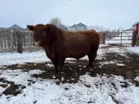 3 Year Old Red Angus Bull