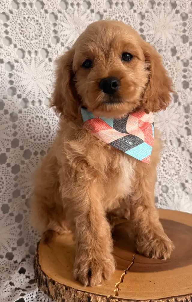 Tiny 3 mth old Cockapoo. Started training   ,Vacc x2 & chip. in Dogs & Puppies for Rehoming in Oakville / Halton Region - Image 5