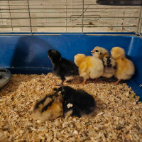 Chicks hatching Feb 28th