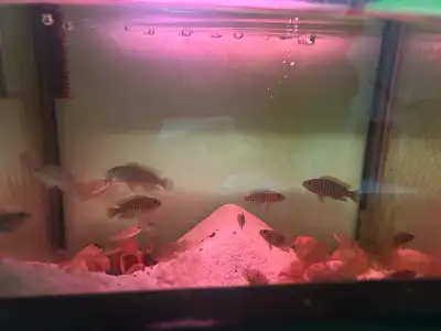 I have some shell dwellers for 5$ each. Then I have Mickey Mouse patties for 2$ each.