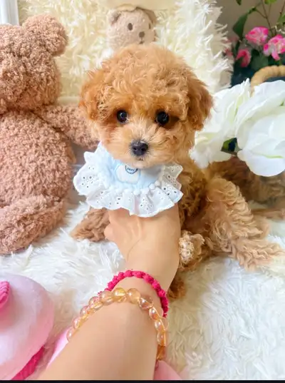 Teddy Bear Tiny Tiny Maltipoo puppies, View more