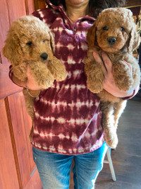 midsize Goldendoodle pups (DNA health checked parents)