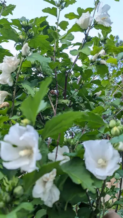 All white rose of Sharon 6 feet tall, View more