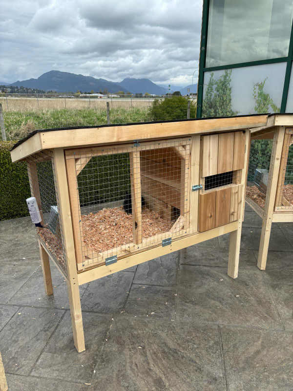 Bunny cages with bunny! in Small Animals for Rehoming in Chilliwack
