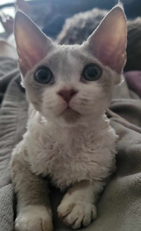 DEVON REX KITTENS, CAT IN A DOG SUIT, NON-SHED, PERSONALITY +!