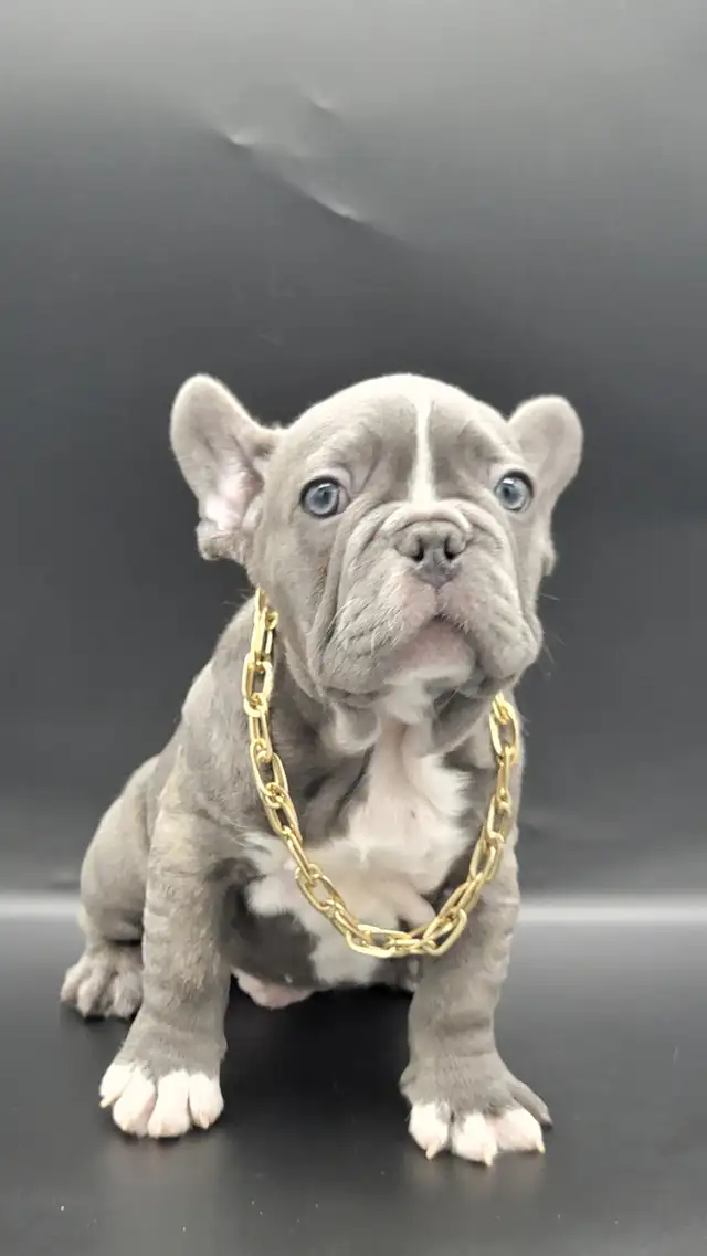 Bulldog francais french bouledogue in Dogs & Puppies for Rehoming in Lanaudière - Image 3