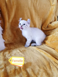 Chaton In Ottawa Gatineau Area Ontario Kijiji