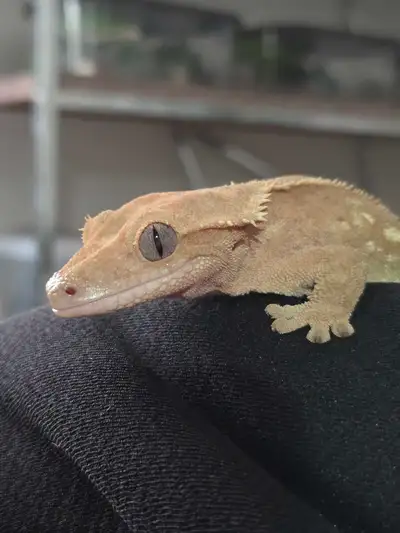 Female Crested Gecko, View more
