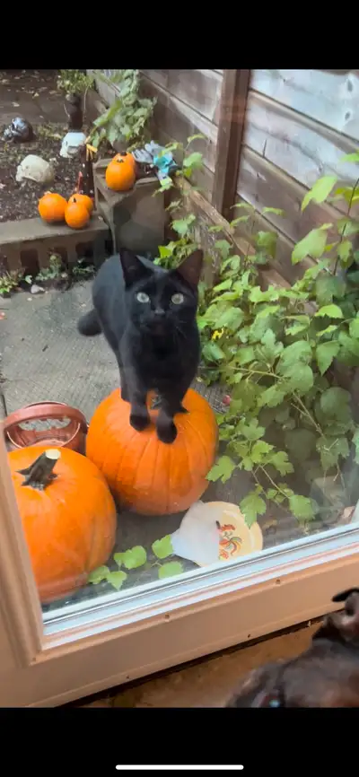 Cat Sitter for my sweet Wolfie , View more