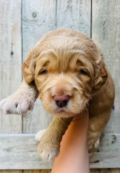 Mini Golden Doodles, View more