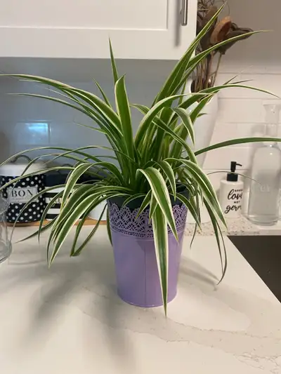 Add a touch of green to your space with this lovely spider plant in a decorative purple pot! This pl...