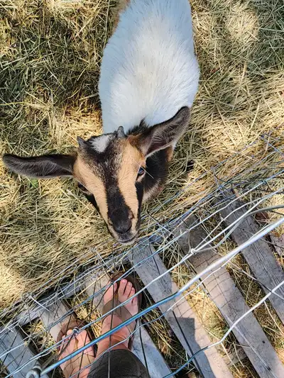 Nigerian dwarf goats, View more