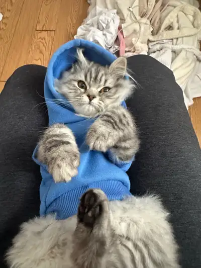 Iam looking for a male cat around a year  not fixed , View more