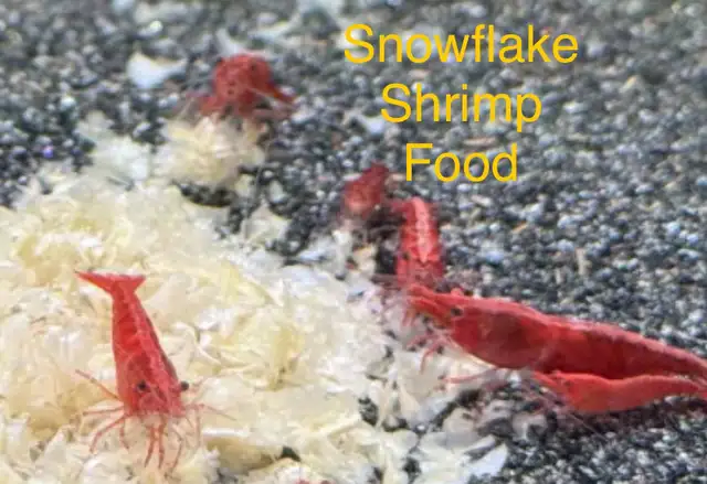 Deep Red Cherry Shrimp Grade A  in Fish for Rehoming in Mississauga / Peel Region - Image 5