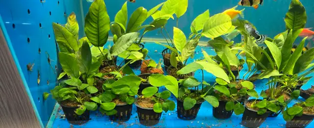 Anubias plants  in Fish for Rehoming in Mississauga / Peel Region - Image 2